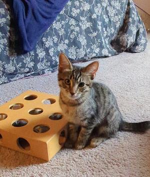 Daisy, kitten, available for adoption