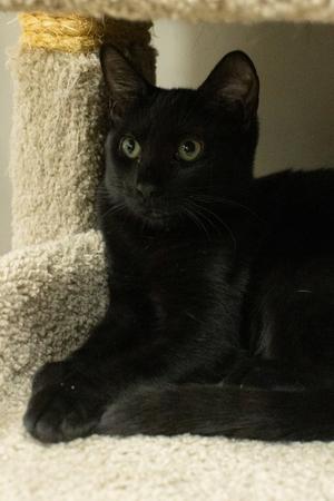 Elia, kitten, available for adoption