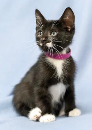 Bobby, kitten, available for adoption
