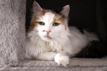 Dandelion, senior, available for adoption