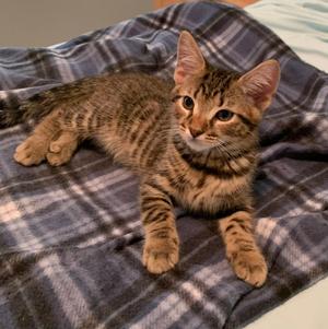 Arlo, kitten, available for adoption