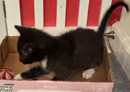 Creme Brulee, kitten, available for adoption
