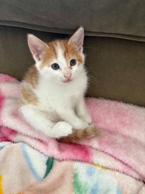 Danni, kitten, available for adoption
