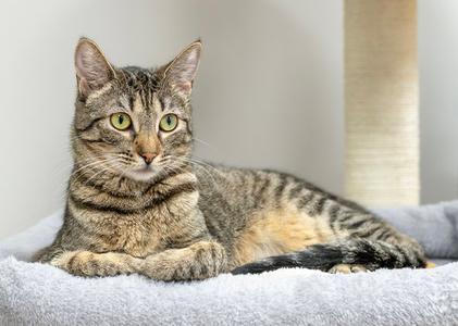 Annabell, young, available for adoption