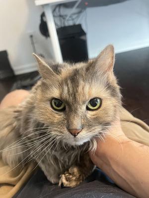 Biscuit, senior, available for adoption