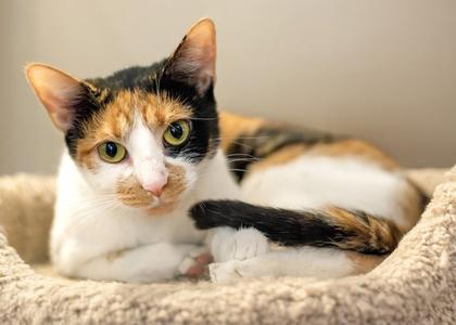 Daisy Howell, young, available for adoption