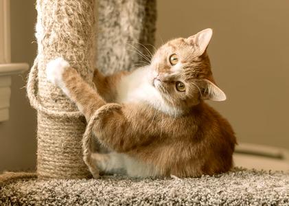 Cici, young, available for adoption