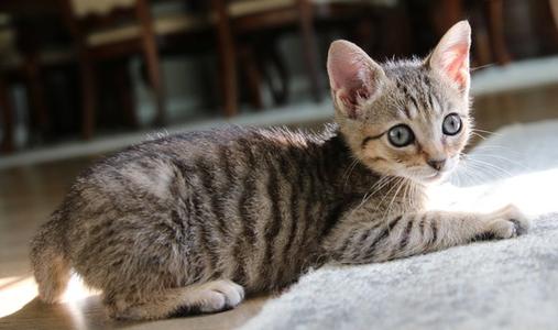 Bugsy, kitten, available for adoption