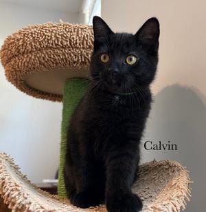 Calvin, kitten, available for adoption