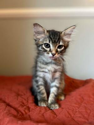 Cher, kitten, available for adoption