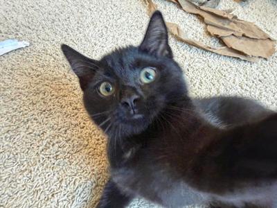 Chance, kitten, available for adoption