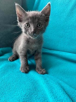 Chicken Nugget, kitten, available for adoption