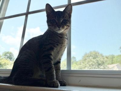 Bumble, kitten, available for adoption