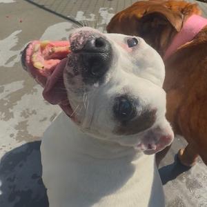 Casper, Mixed Breed (Medium), senior, available for adoption