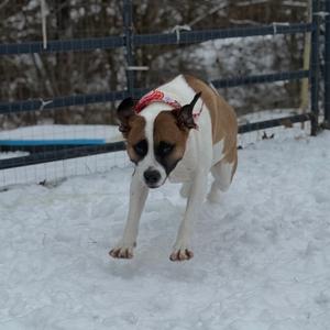 Cersei, Mixed Breed (Medium), adult, available for adoption
