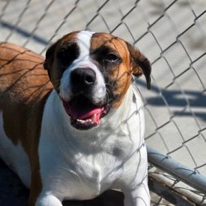 Cersei, Mixed Breed (Medium), adult, available for adoption