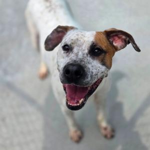 A happy dog with a white and brown coat, standing on a concrete surface, looking up with its mouth open and tongue out.