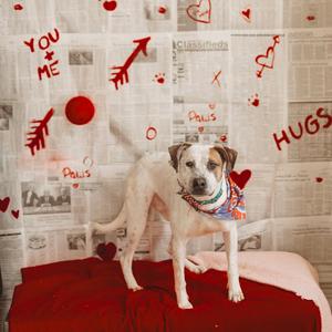 Harry, Mixed Breed (Medium), adult, available for adoption