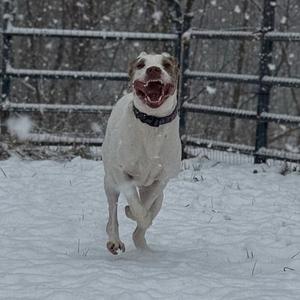 Donnie Wahlberg, Mixed Breed (Large), adult, available for adoption