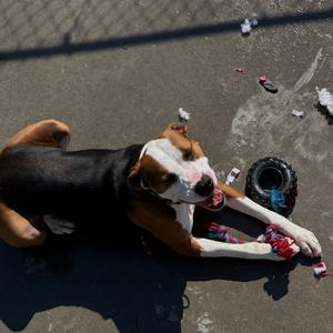 Brutus, Mixed Breed (Large), adult, available for adoption