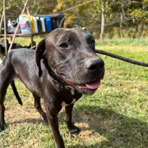 Adult Female 3, Mixed Breed (Medium), adult, available for adoption