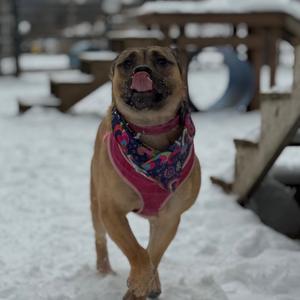 Gloria, Mixed Breed (Medium), adult, available for adoption