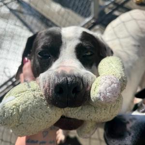 Belladonna, Mixed Breed (Medium), adult, available for adoption