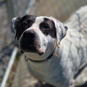 A close-up of a dog with a black and white face, looking up at the camera.