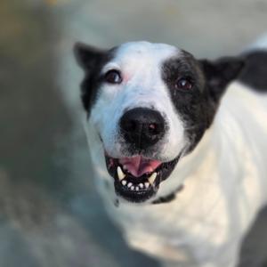 Booge, Mixed Breed (Large), senior, available for adoption