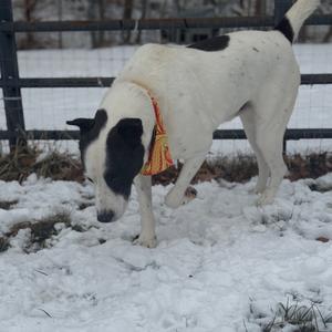 Booge, Mixed Breed (Large), adult, available for adoption