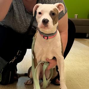 Dragon Fruit, Mixed Breed (Medium), adult, available for adoption