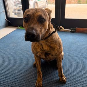 Cornbread, Mixed Breed (Medium), adult, available for adoption