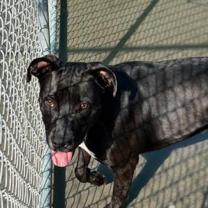 Accord, Mixed Breed (Large), adult, available for adoption