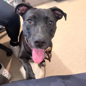 Accord, Mixed Breed (Large), adult, available for adoption