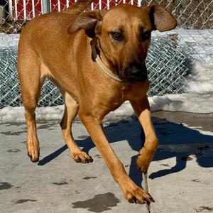 Blair, Mixed Breed (Large), adult, available for adoption