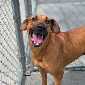 Blair, Mixed Breed (Large), adult, available for adoption