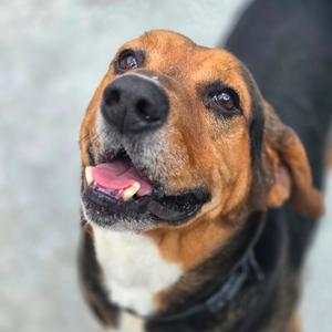Leonard, Mixed Breed (Medium), adult, available for adoption