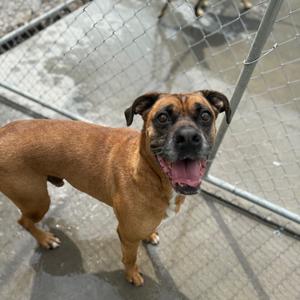 Grizwald, Mixed Breed (Large), adult, available for adoption