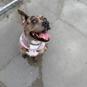 Layla, Mixed Breed (Medium), adult, available for adoption