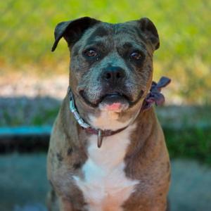 Layla, Mixed Breed (Medium), adult, available for adoption