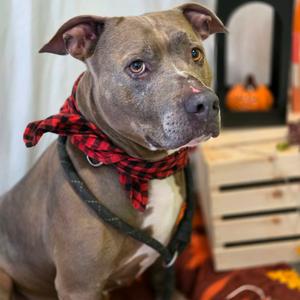 Lila, Mixed Breed (Medium), senior, available for adoption