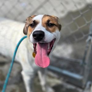 Baby Puppy, Mixed Breed (Medium), adult, available for adoption