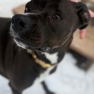 Jade, Mixed Breed (Medium), adult, available for adoption