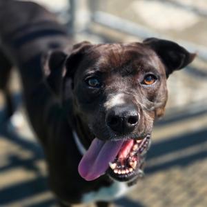 Jade, Mixed Breed (Medium), adult, available for adoption