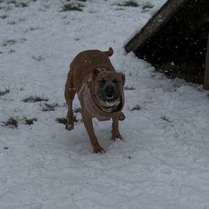 Ella Langley, Mixed Breed (Medium), adult, available for adoption