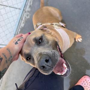 A brown dog with a white patch on its chest, wearing a harness, is looking up at the camera with its mouth open. A person's hand with tattoos is petting the dog's head.