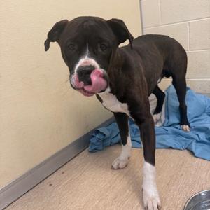 Baby Eros, Mixed Breed (Large), adult, available for adoption