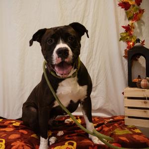 Baby Eros, Mixed Breed (Large), adult, available for adoption