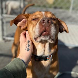 Ace, Mixed Breed (Medium), senior, available for adoption