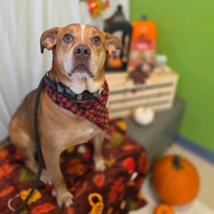 Ace, Mixed Breed (Medium), senior, available for adoption
